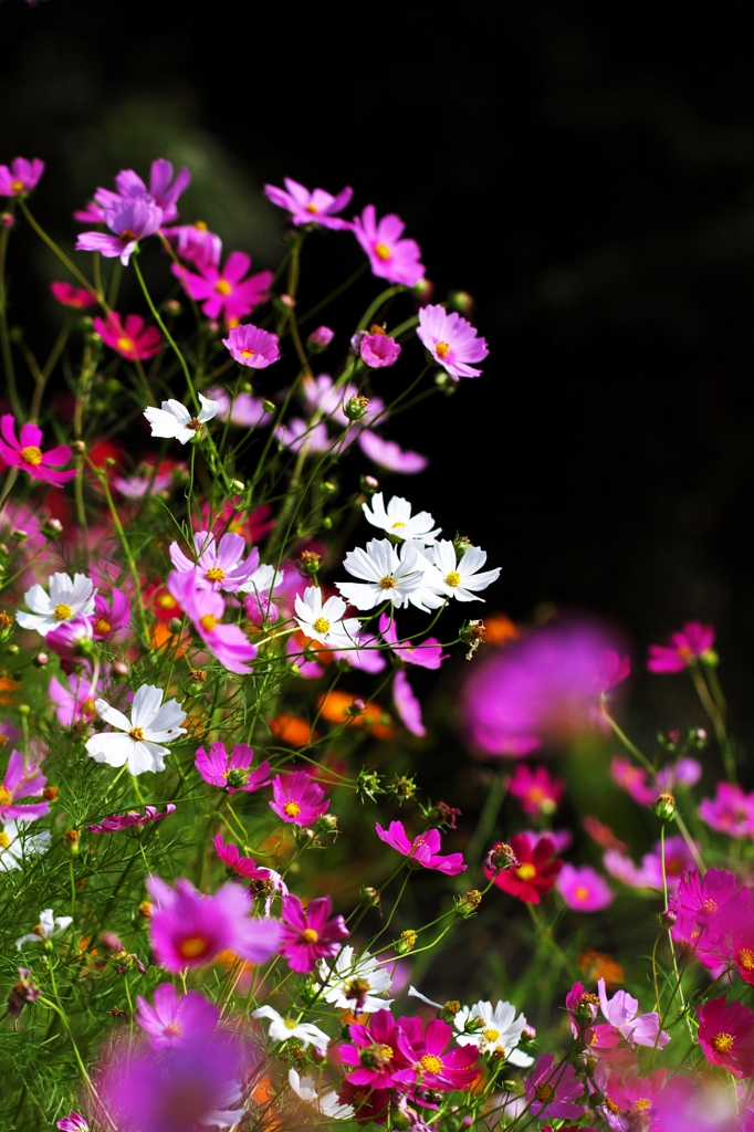 Undulation of the color