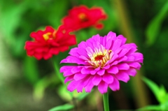 Flowers commonplace