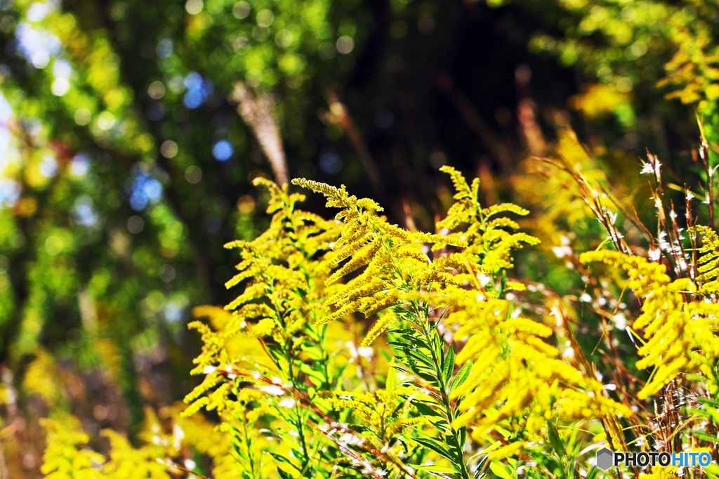 Autumn brightness 2