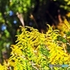 Autumn brightness 2