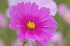 Tenderness