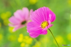 Cosmos of the morning 2