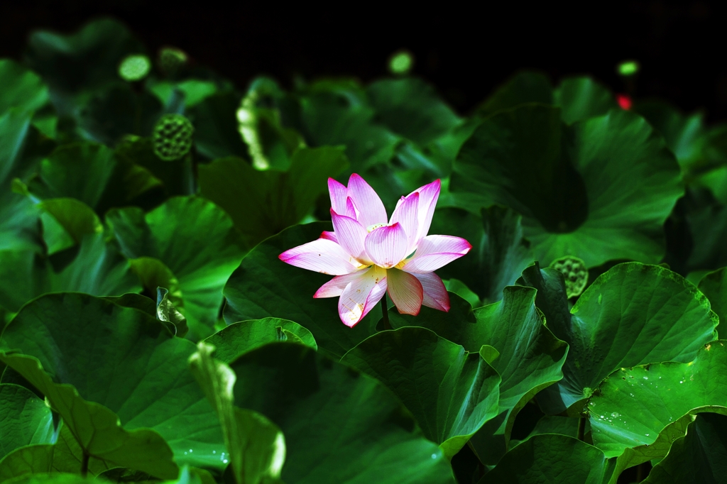 Lotus 13