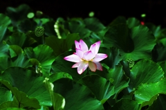 Lotus 13