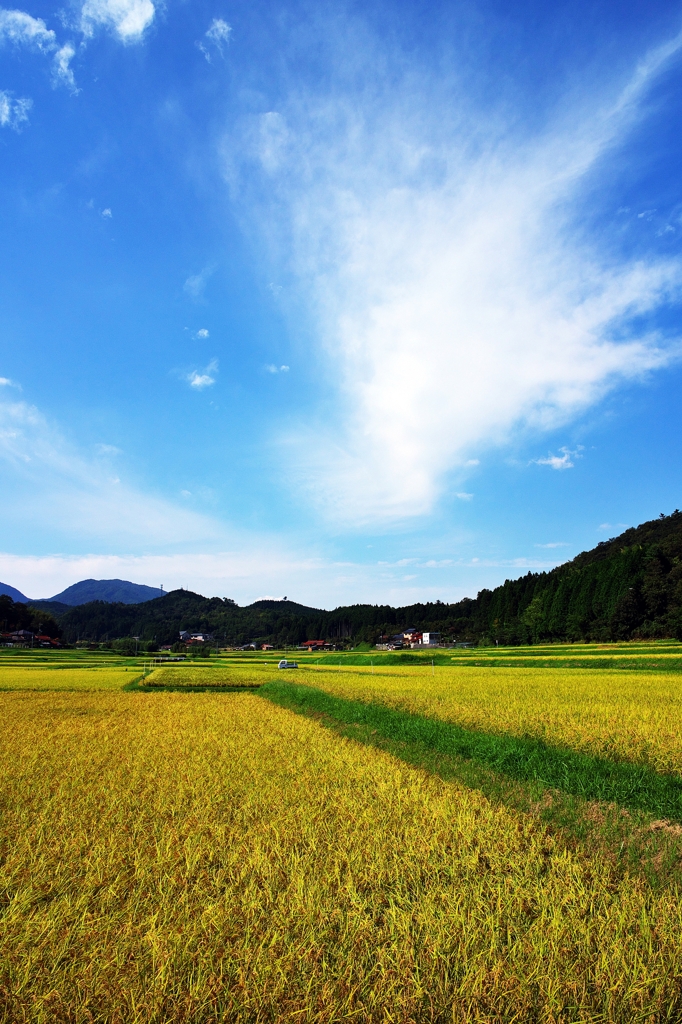 In the autumn of the crop 2