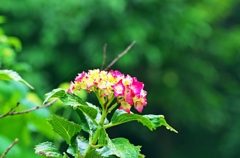 Beginning of Hydrangea 3