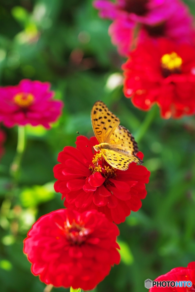 A summer afternoon when the butterfly da