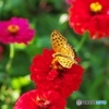 A summer afternoon when the butterfly da