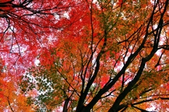 If look up; the red world.