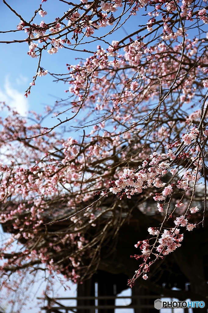 しだれ桜が一足先に。２