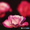 Expression of the rose 4