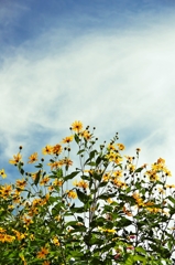 In the autumn sky, small flowers of yell