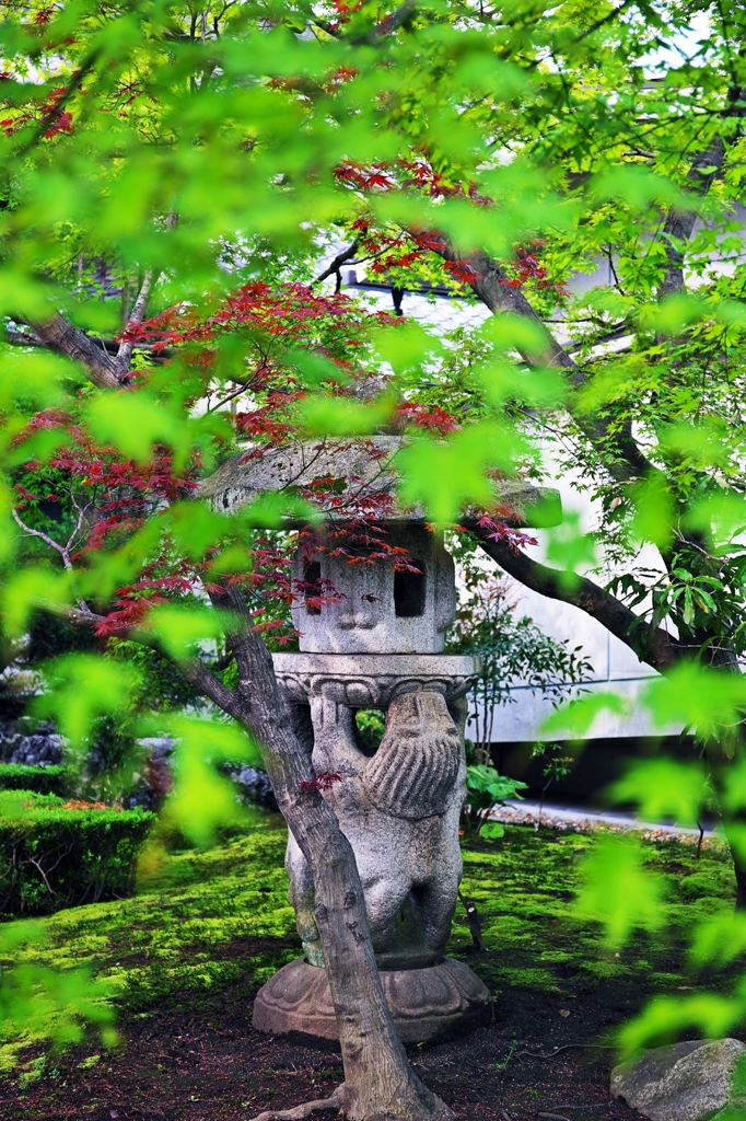 Shokoku-ji temple of the fresh green 5