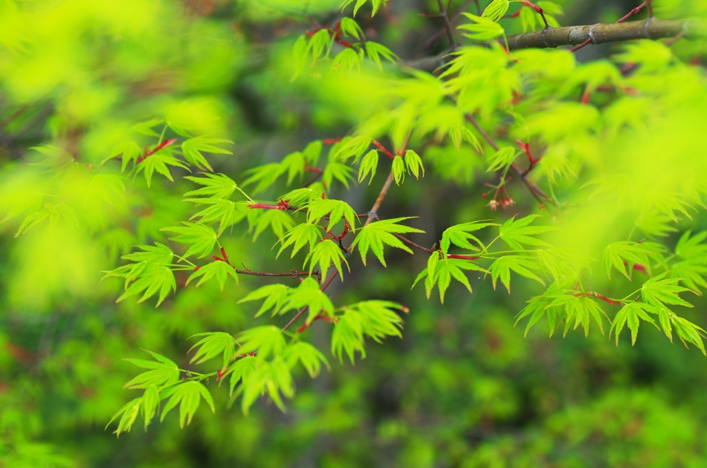 The fresh green after the spring rain