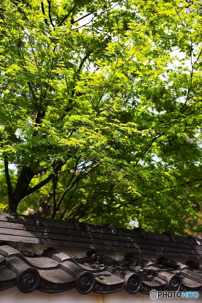 Days of the fresh green 1