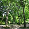 In the Green Park 2