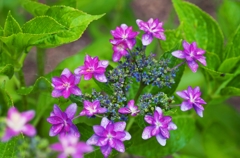 Purple star 2