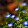 Small spring messenger 3