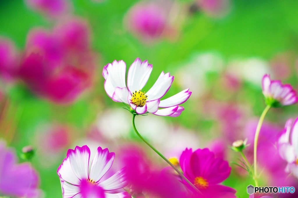 Cosmos_2015_6
