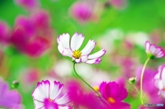 Cosmos_2015_6