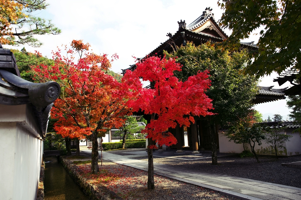 The corridor of autumnal tints