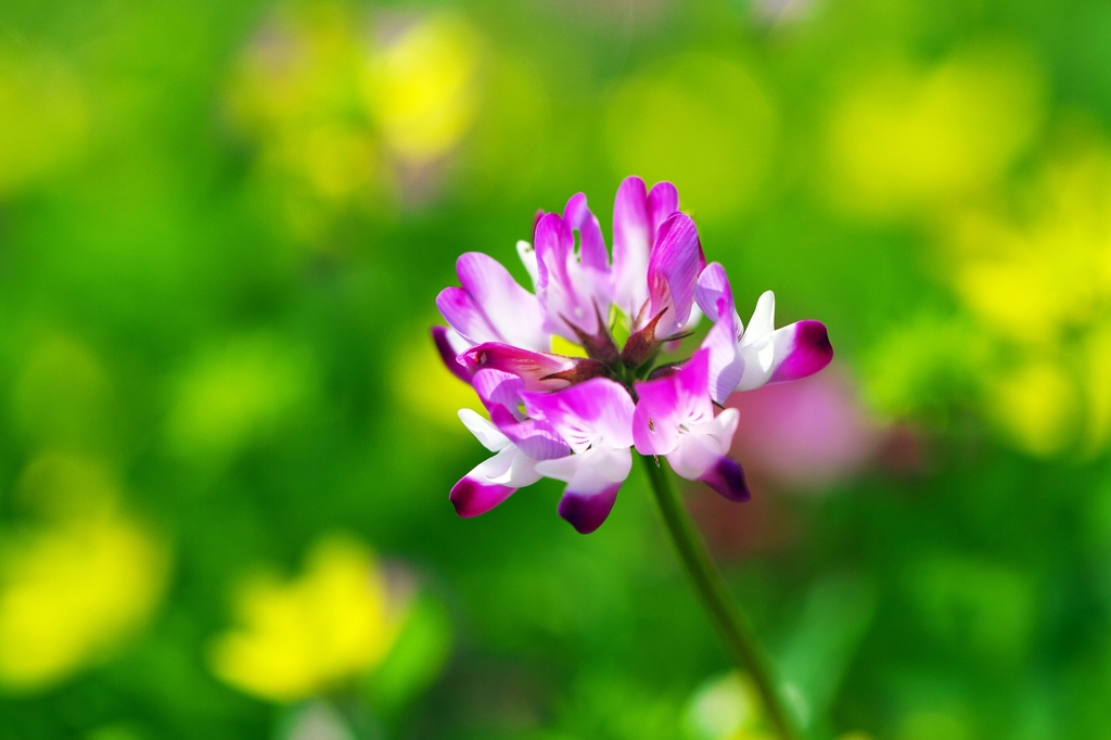 The afternoon of the lotus flower field 