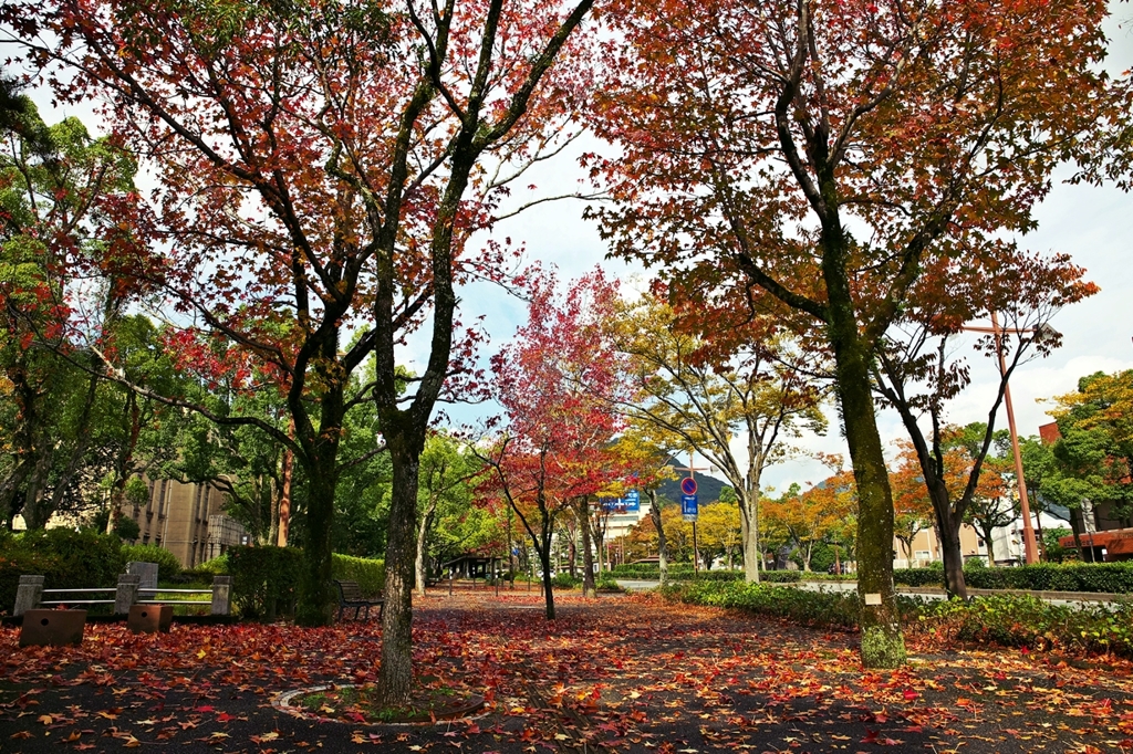 Promenade of fallen leaves