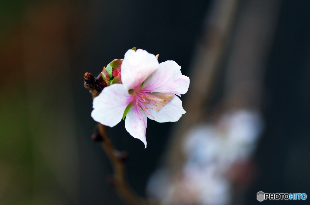 It blooms in cold wind