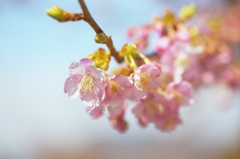 Pale pink is a presentiment of spring