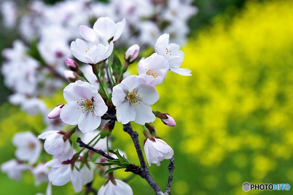 菜の花畑で　２