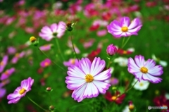 Cosmos_2015_10