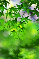 Days of green wind 3