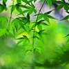 Days of green wind 3
