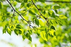 葉桜の頃に　１