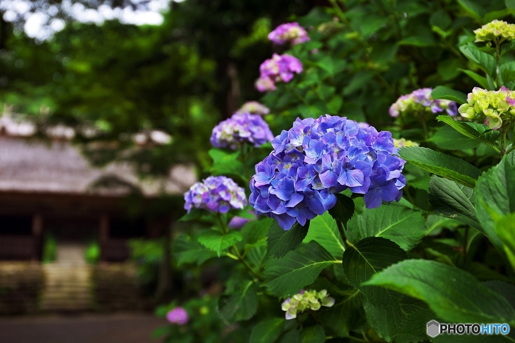 紫陽花・古寺に　１