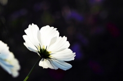 Blanc