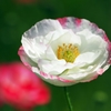 Coquelicot 2