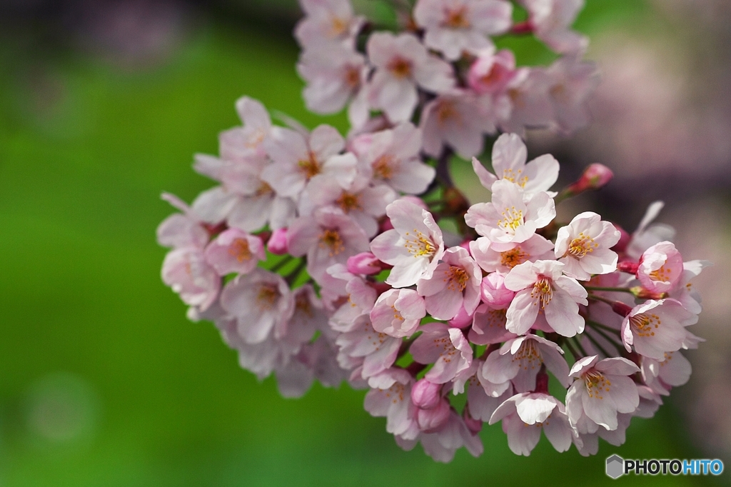Portrait of the cherry blossom 2