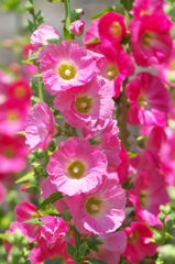 Hollyhock 1
