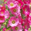 Hollyhock 1