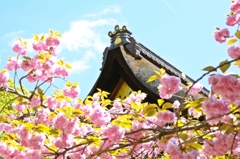 Fujinomori-jinja Shrine 2