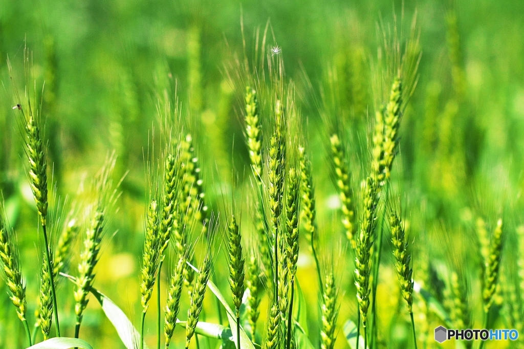 The Catcher in a Wheat Field 1