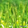 The Catcher in a Wheat Field 1