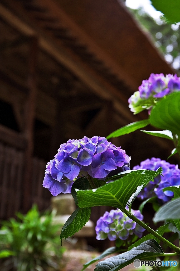 紫陽花・古寺に　５