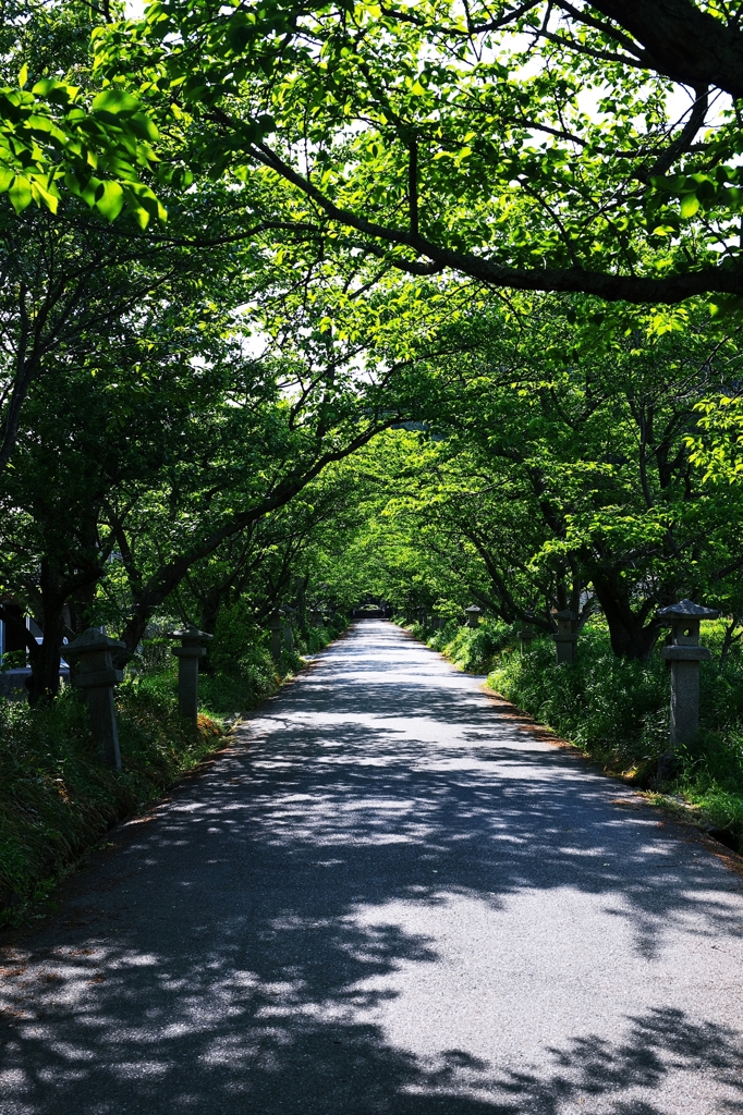 Hazy shade of green