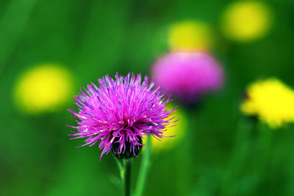 Fleurs des champs 4