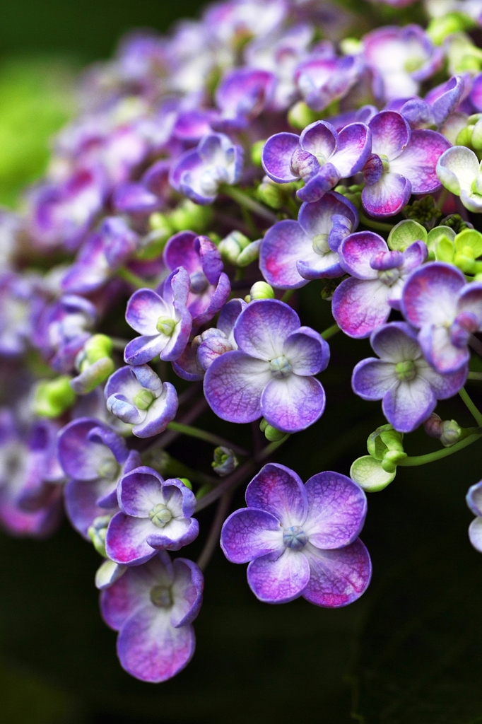 Beginning of Hydrangea 2