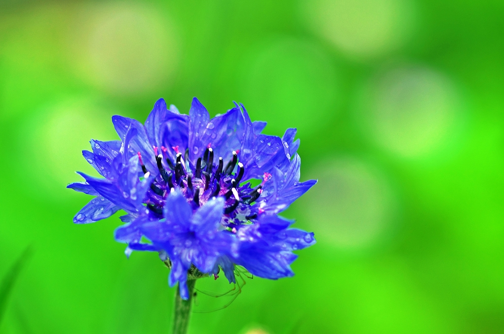 Cornflower_Blue