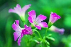 Graceful pink