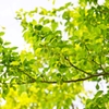 Tender Green 1